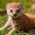 mongoose